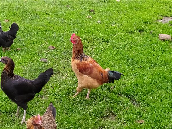 Grote foto mooie jonge haan dieren en toebehoren pluimvee