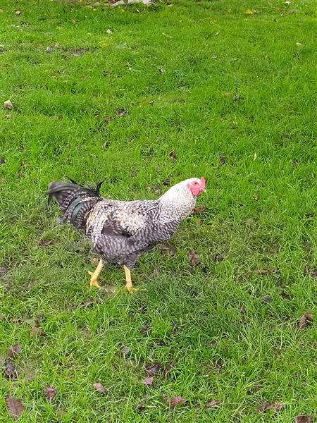 Grote foto mooie jonge haan dieren en toebehoren pluimvee