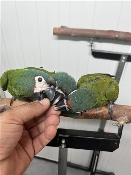 Grote foto ara maracana dieren en toebehoren parkieten en papegaaien